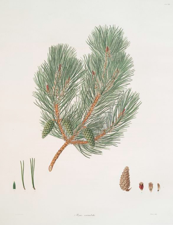 Pinus variablilis