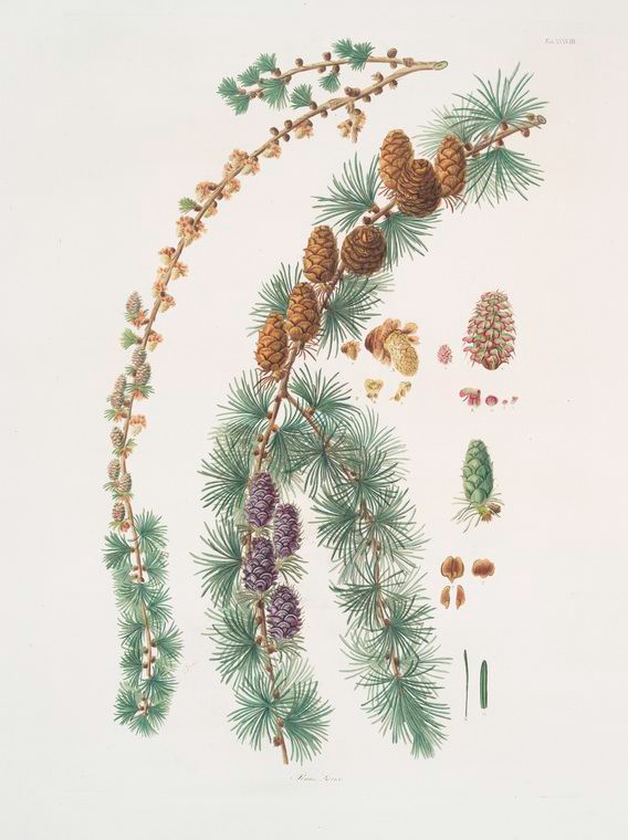 Pinus Larix