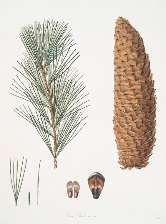 Pinus Lambertiana, from A Description of the Genus Pinus